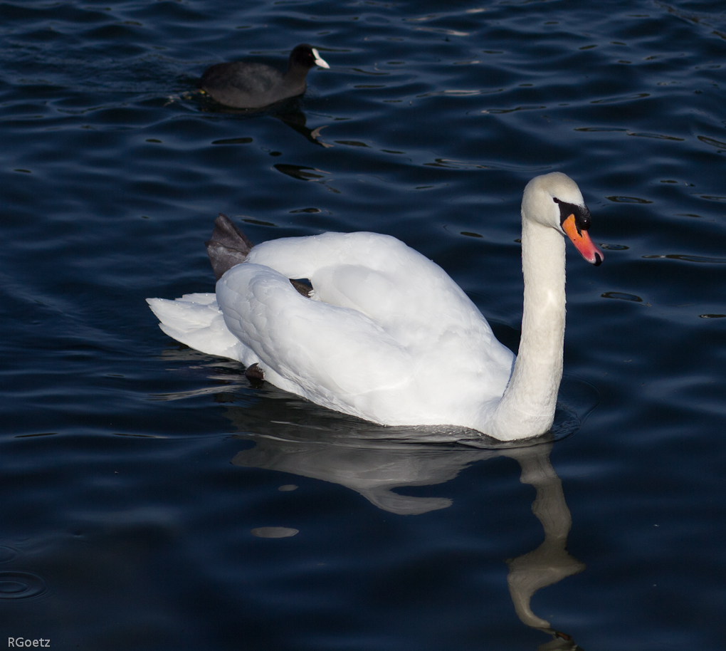 Wasservögel im Winter 2012
