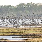 Wasservögel in Aufregung, wegen des Gastes.