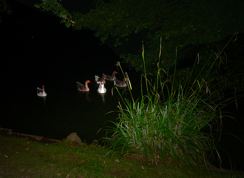 Wasservögel in der Nacht