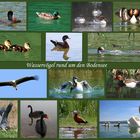 Wasservögel rund um den Bodensee