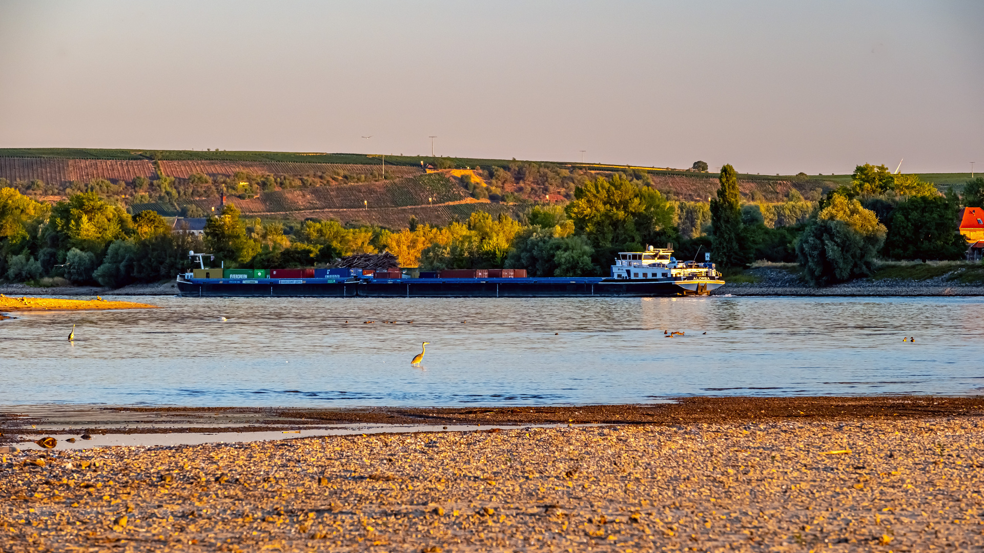 Wasservögel und Frachter bei Niedrigwasser 