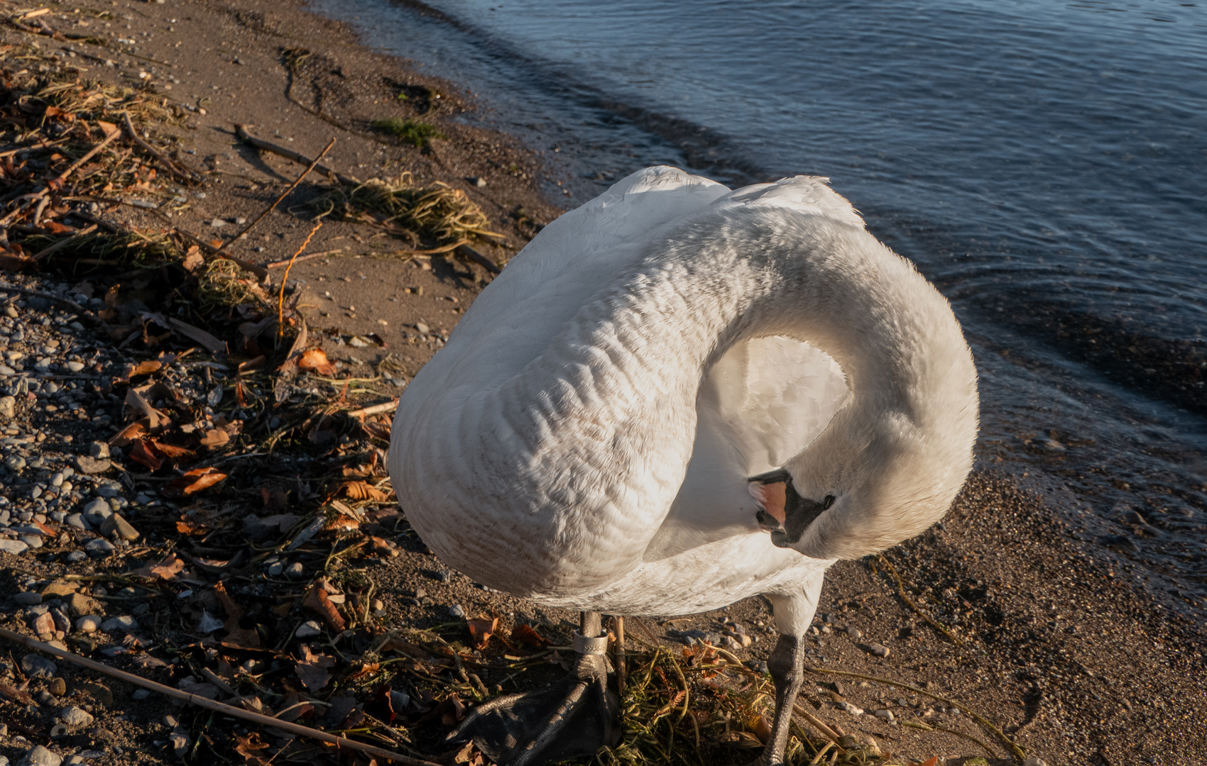 Wasservögel Zug 2