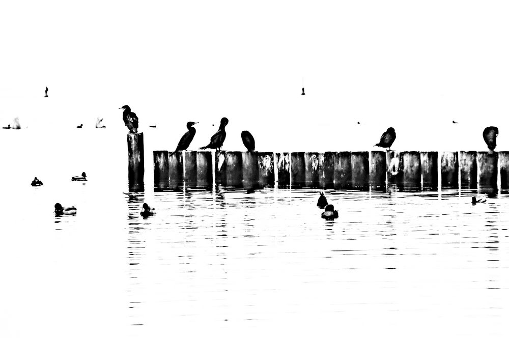 Wasservögel,3