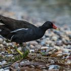 Wasservogel