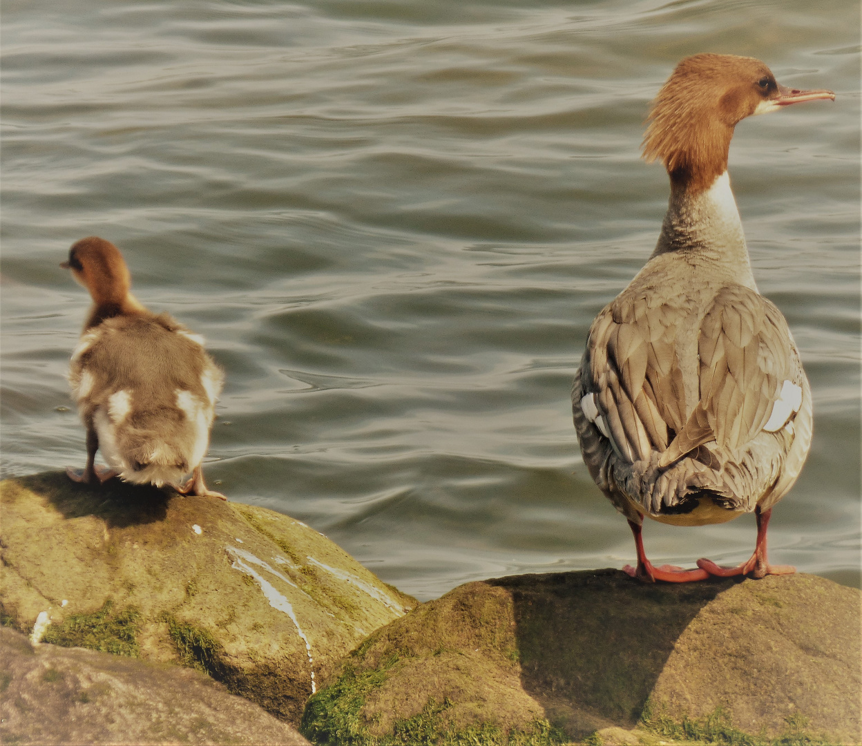 Wasservogel (2)