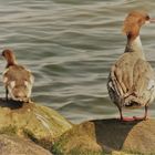 Wasservogel (2)