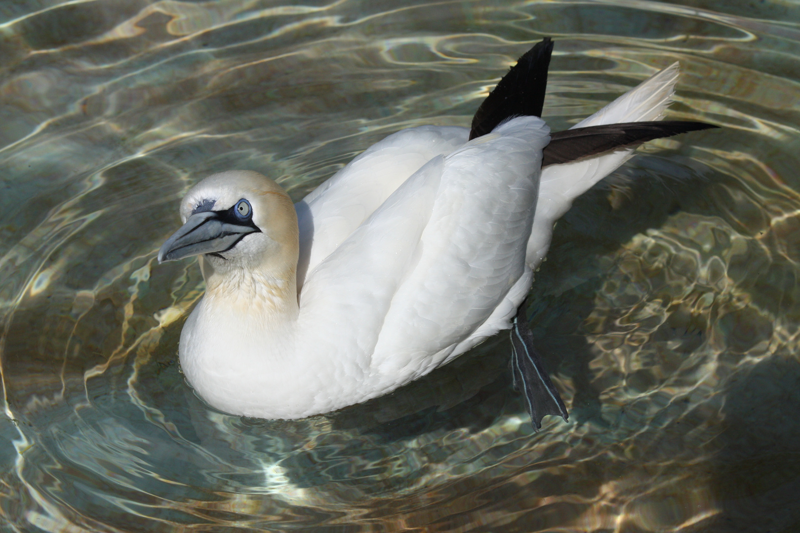 Wasservogel