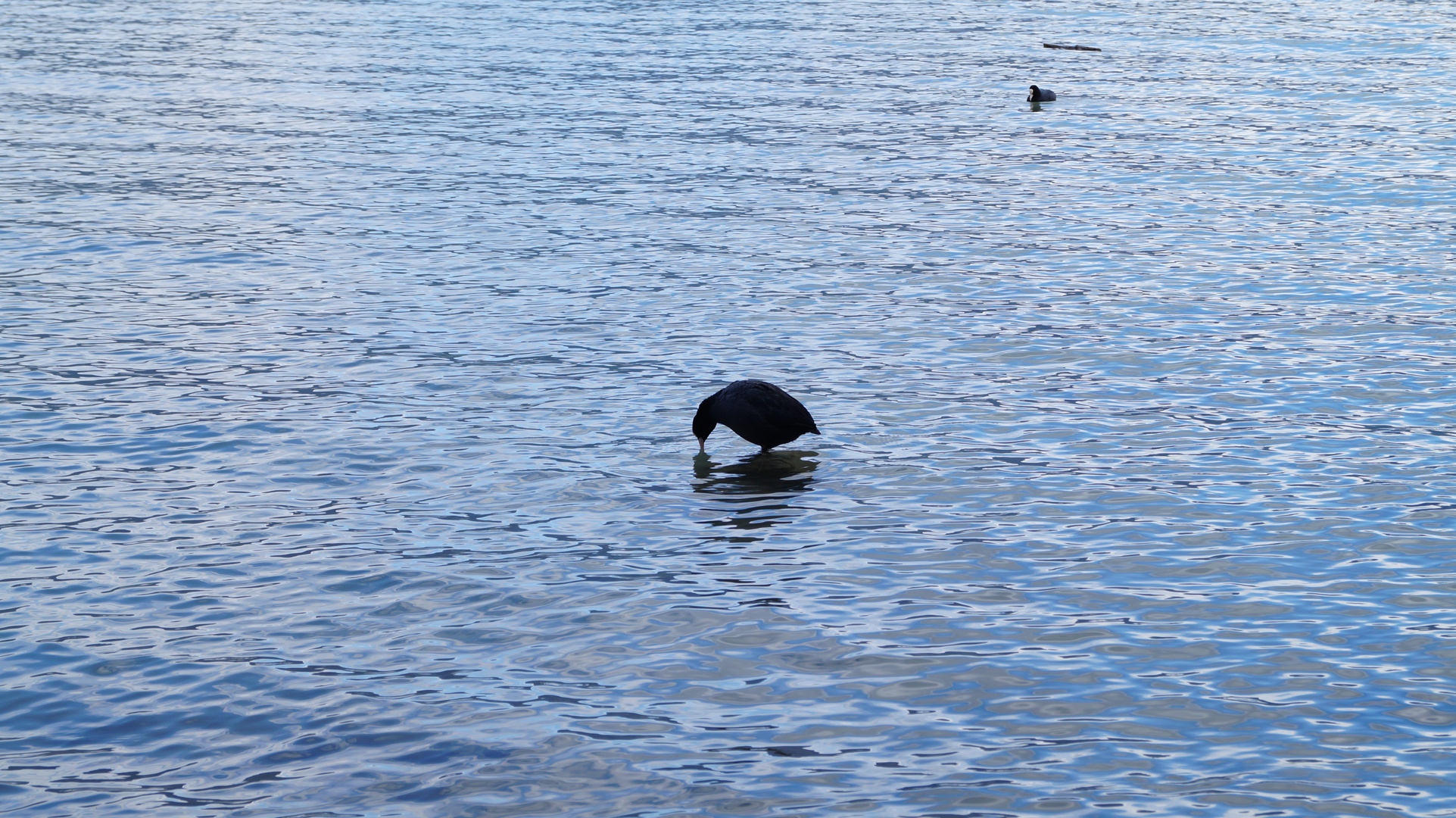 Wasservogel