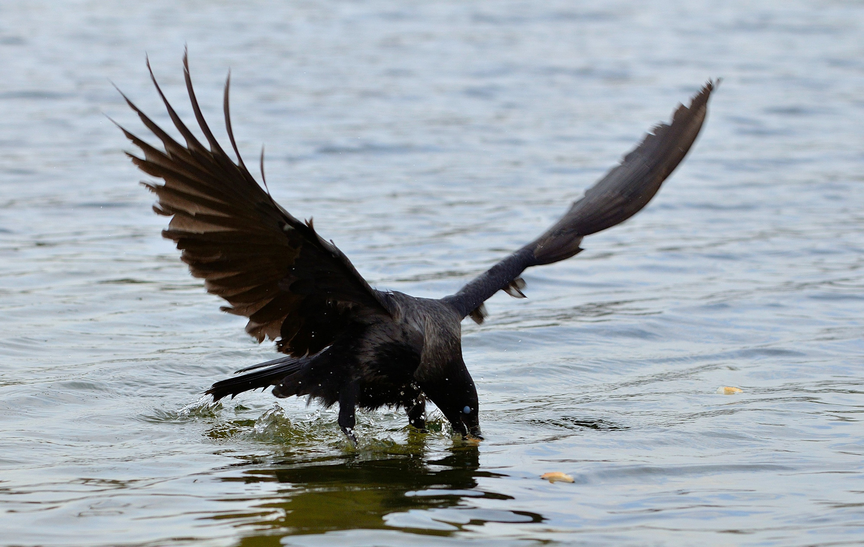 Wasservogel...