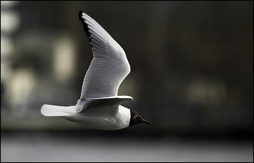 Wasservogel