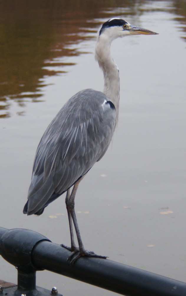 Wasservogel