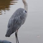 Wasservogel