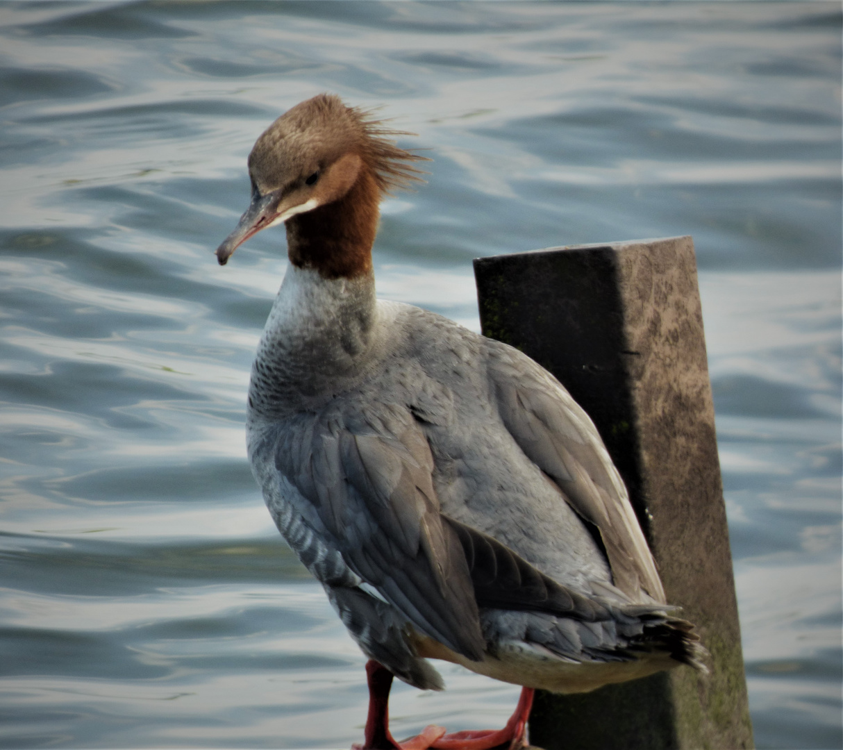 Wasservogel