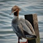 Wasservogel