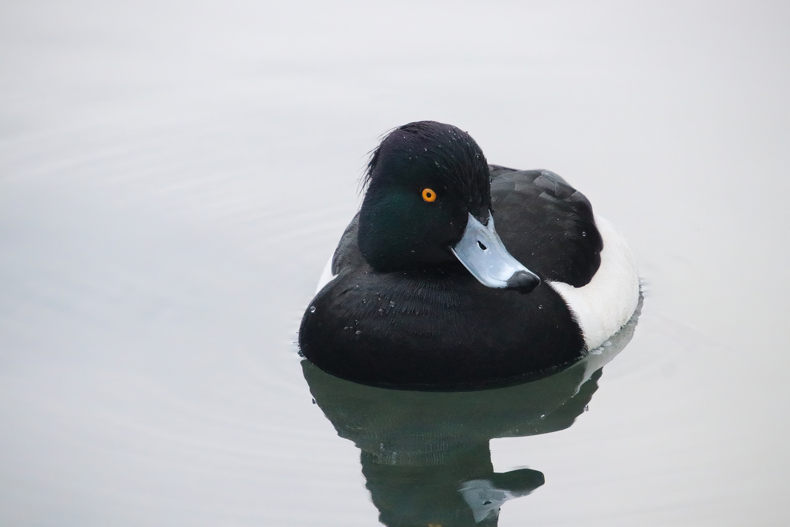 Wasservogel