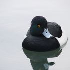 Wasservogel