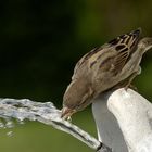 Wasservogel