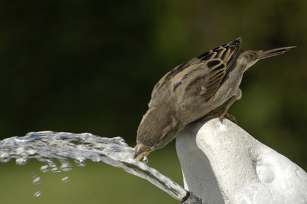 Wasservogel