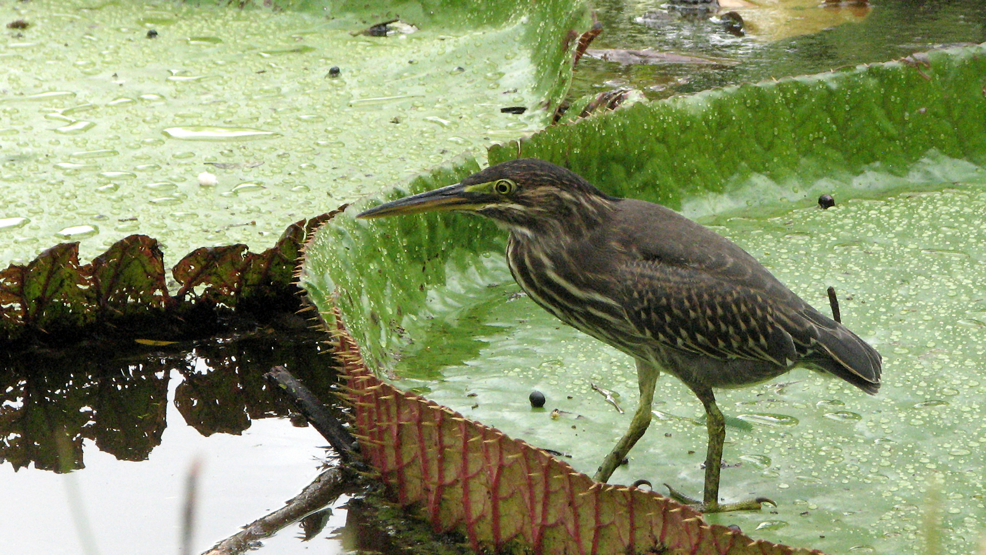 Wasservogel