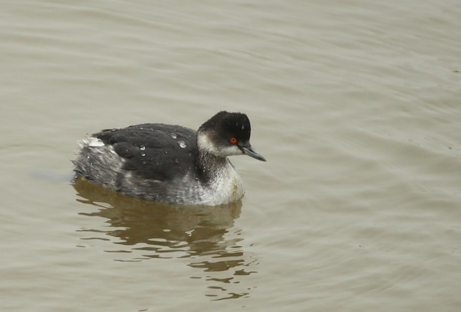 Wasservogel