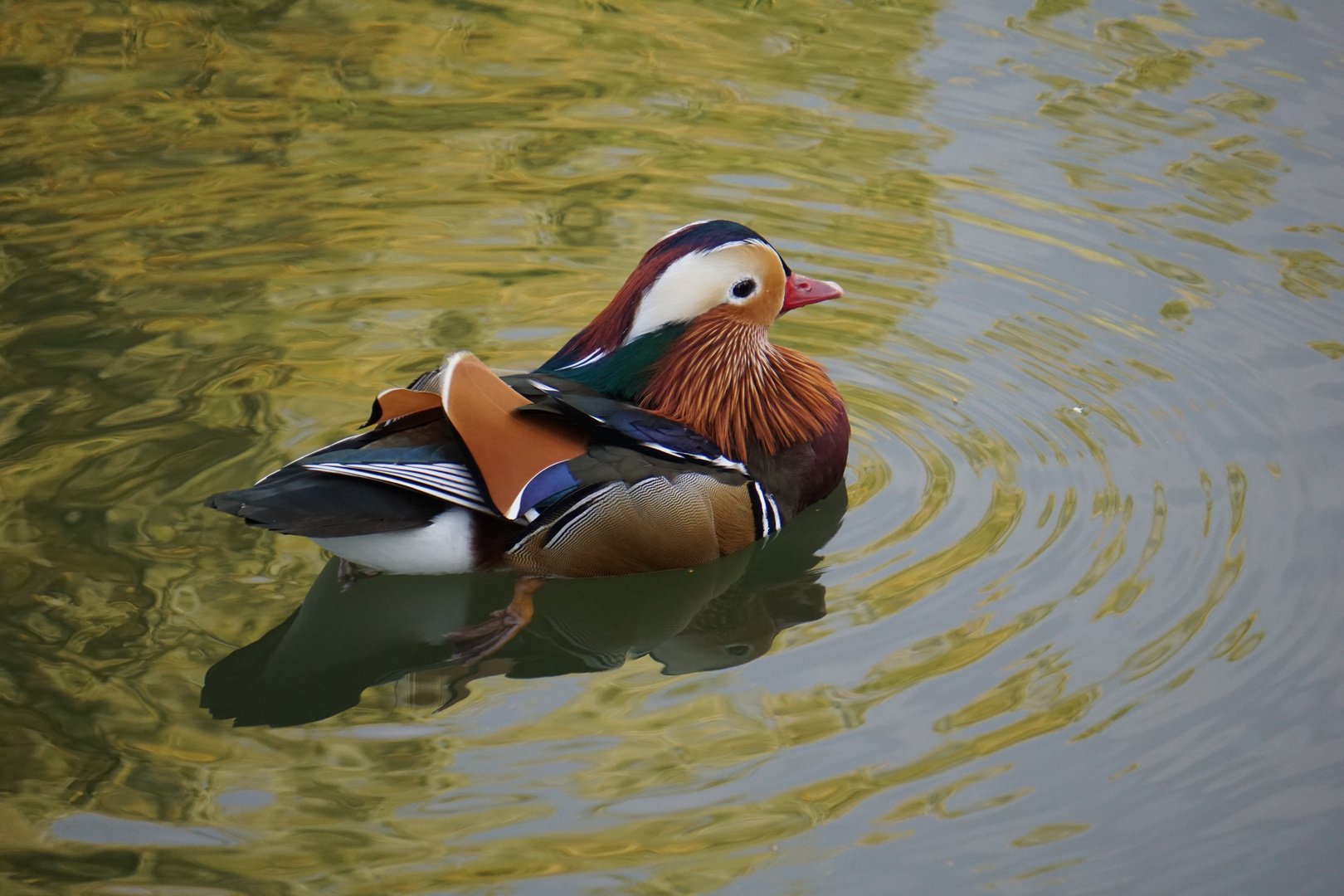 Wasservogel