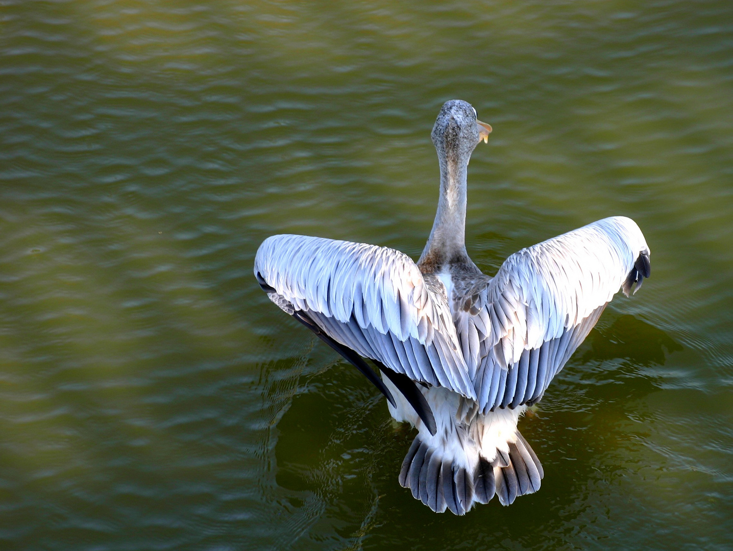 Wasservogel