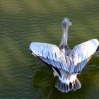 Wasservogel