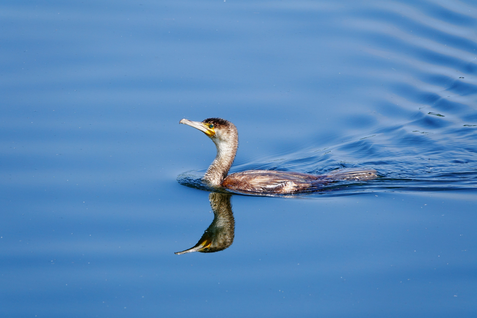 Wasservogel