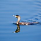 Wasservogel