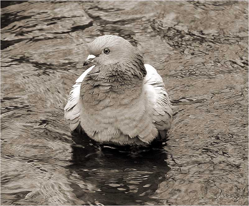 Wasservogel