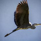 Wasservogel