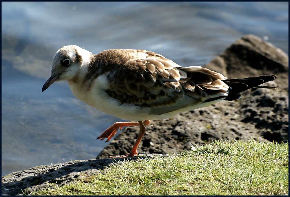 Wasservogel, aber welcher?