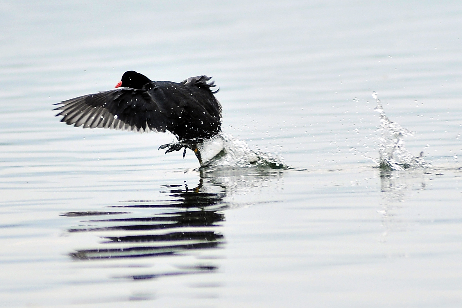 Wasservogel beim Start