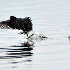 Wasservogel beim Start