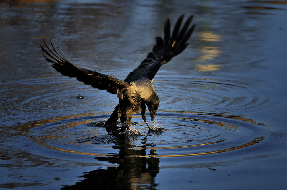 Wasservogel?