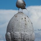 WASSERVOGEL