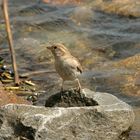 Wasservogel?