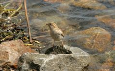 Wasservogel?