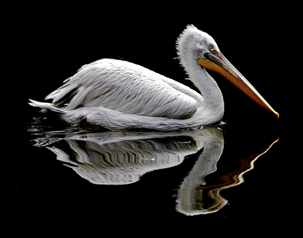 Wasservogel