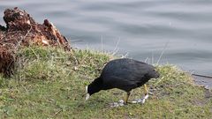 Wasservogel