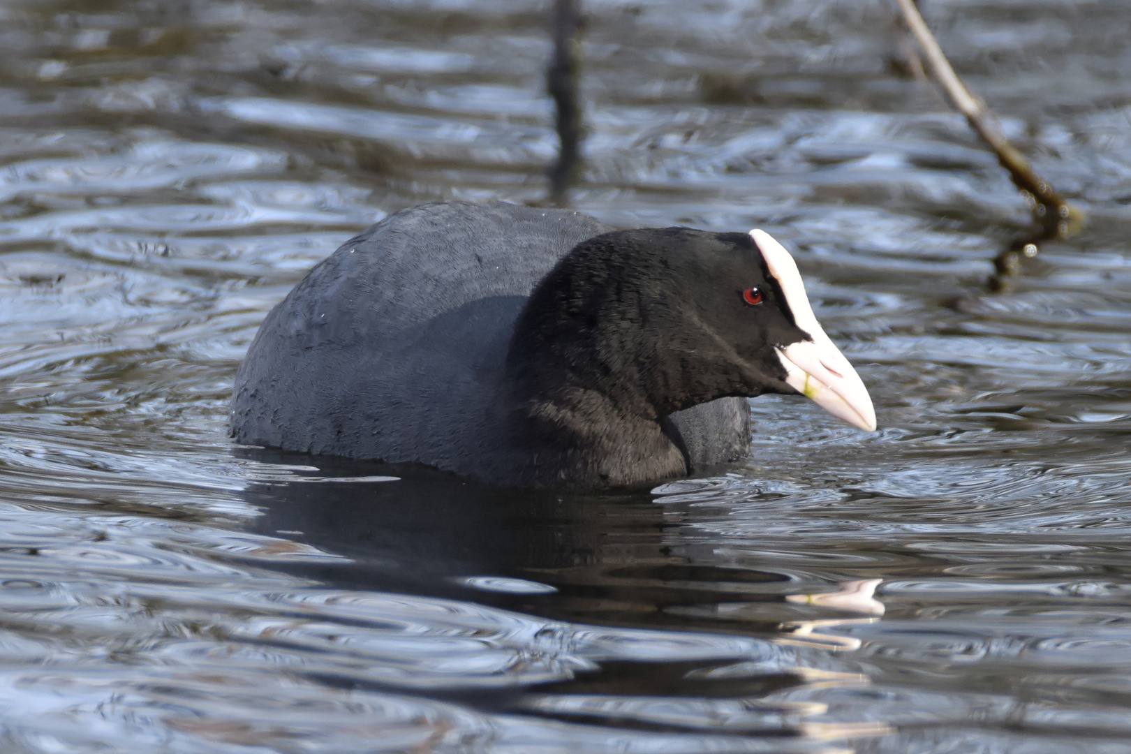 WASSERVOGEL