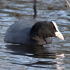 WASSERVOGEL