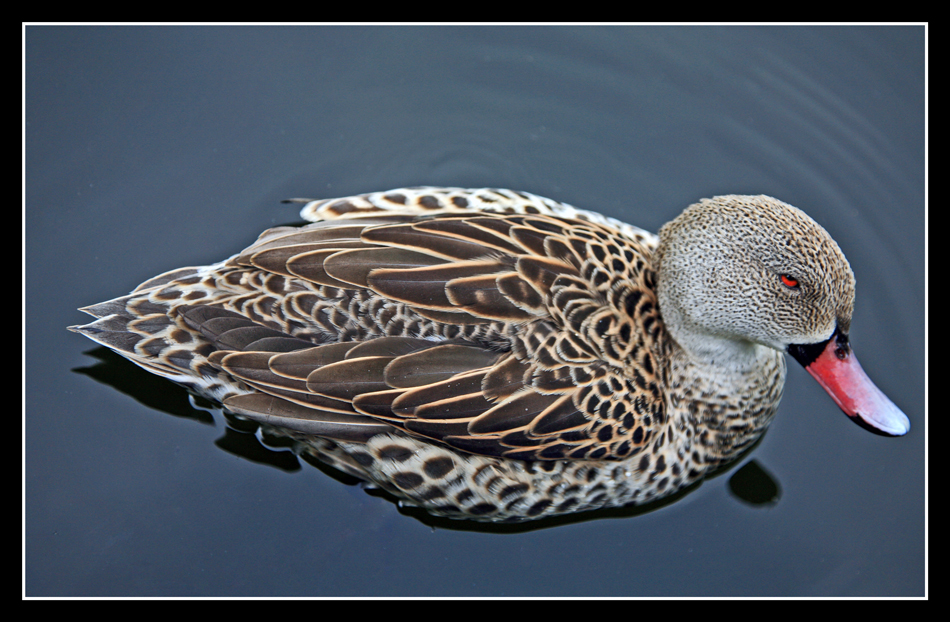 Wasservogel...