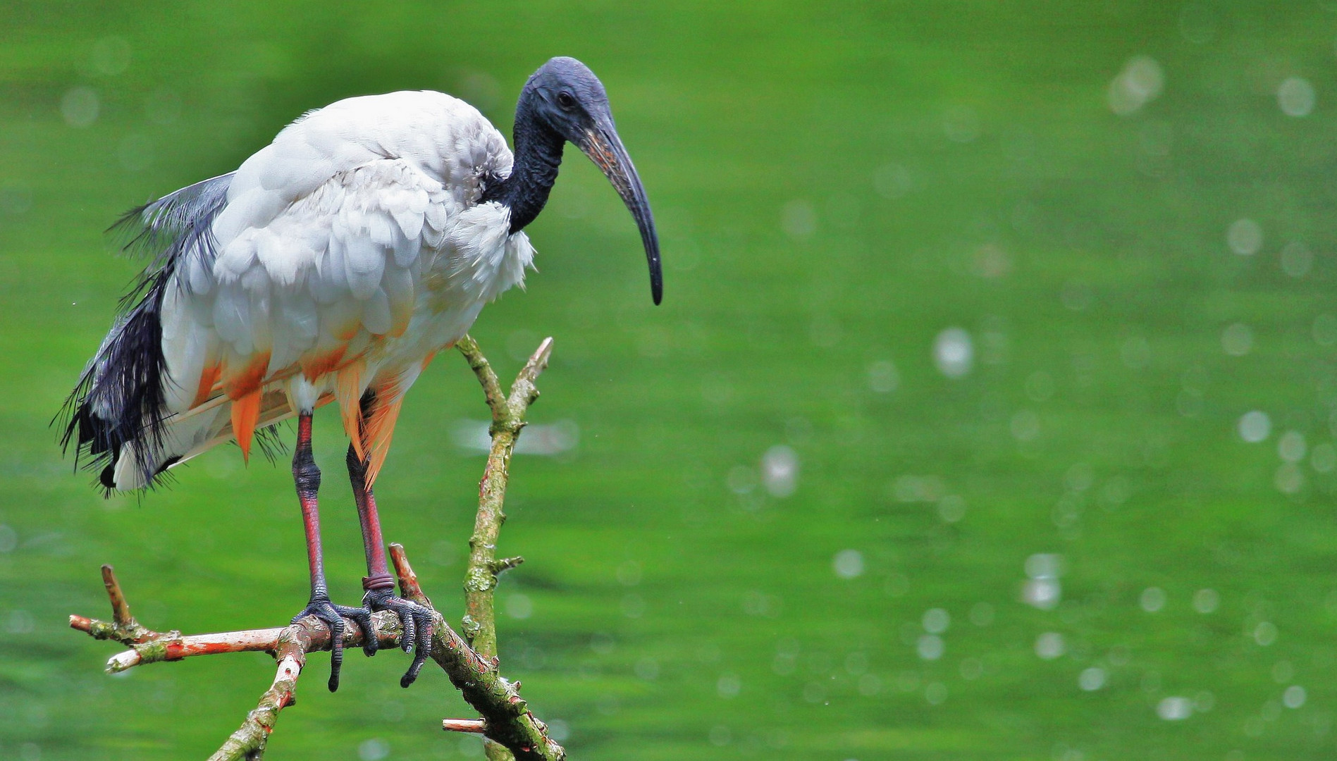 Wasservogel