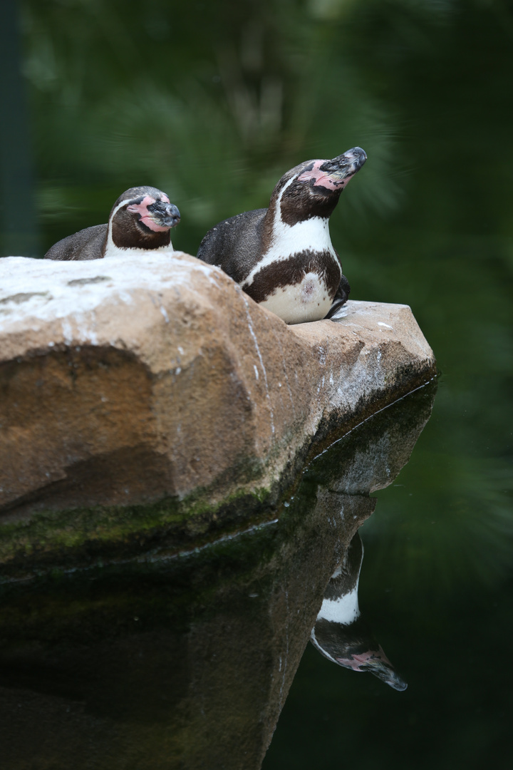 Wasservogel