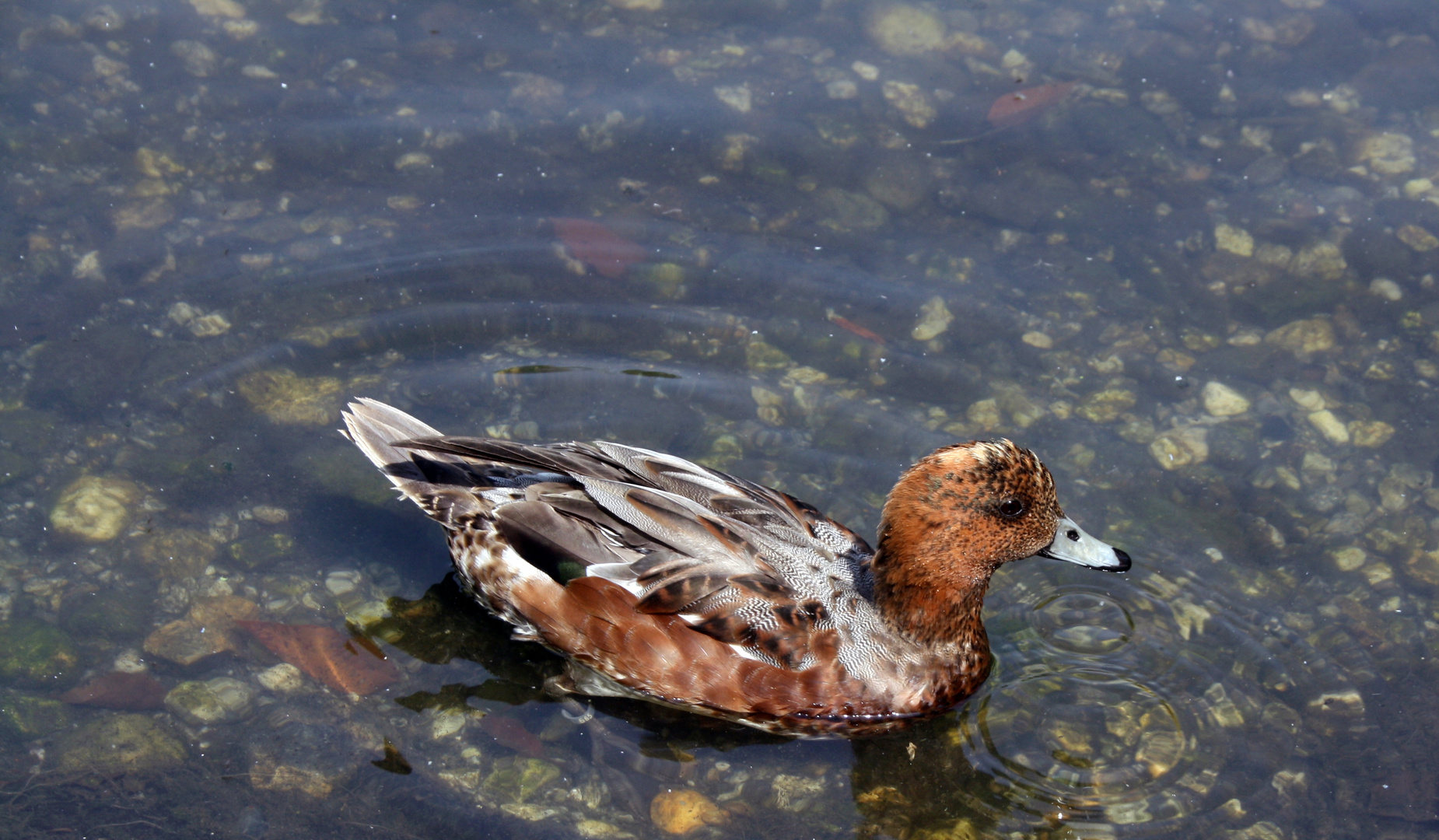 Wasservogel