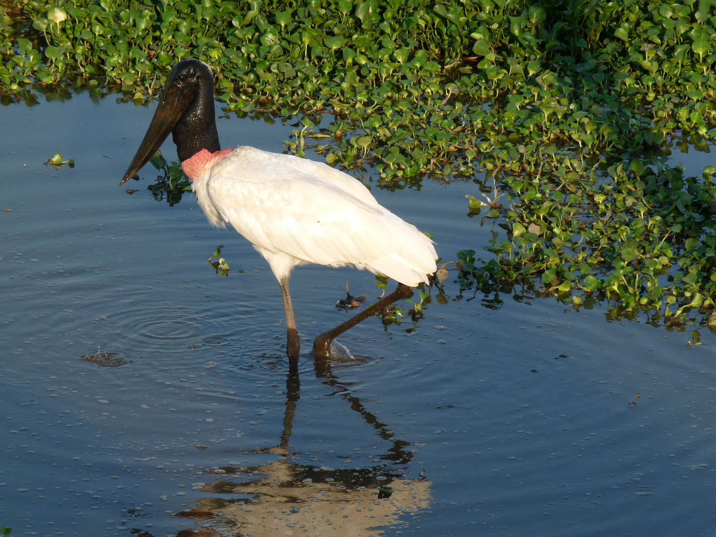 Wasservogel im Pantanal