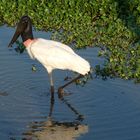 Wasservogel im Pantanal