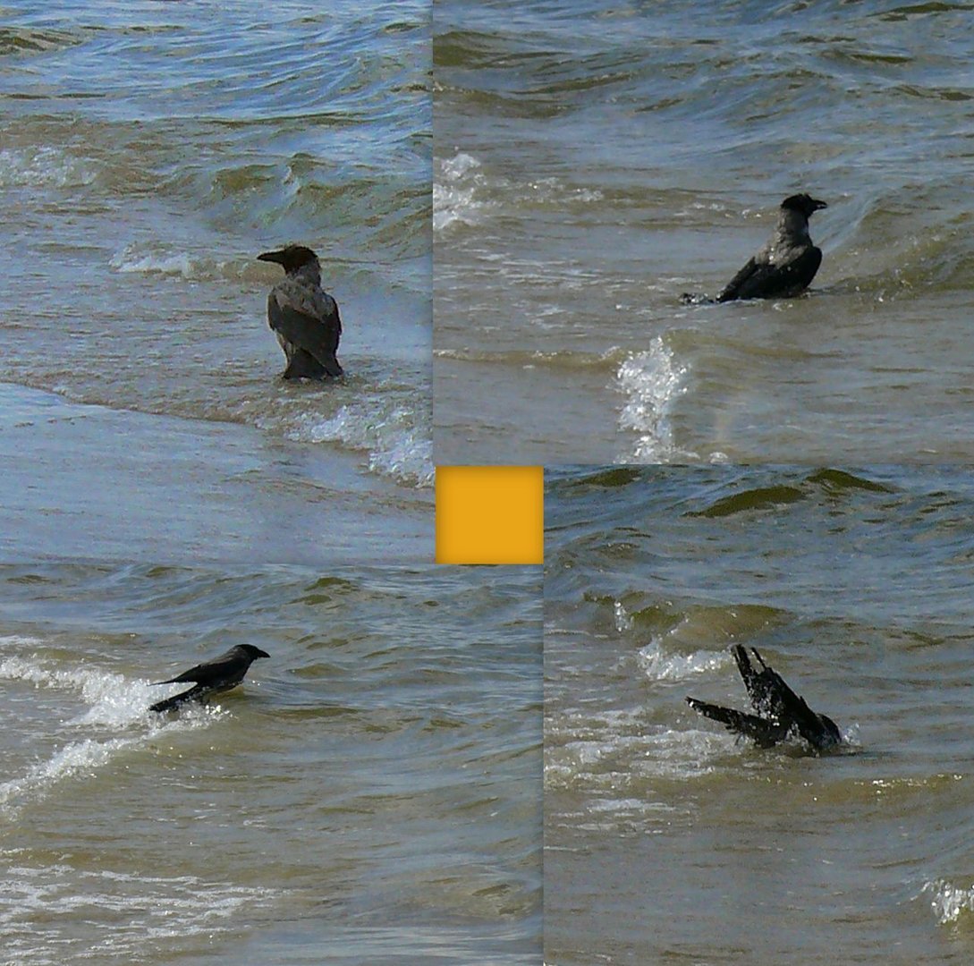 Wasservogel Krähe