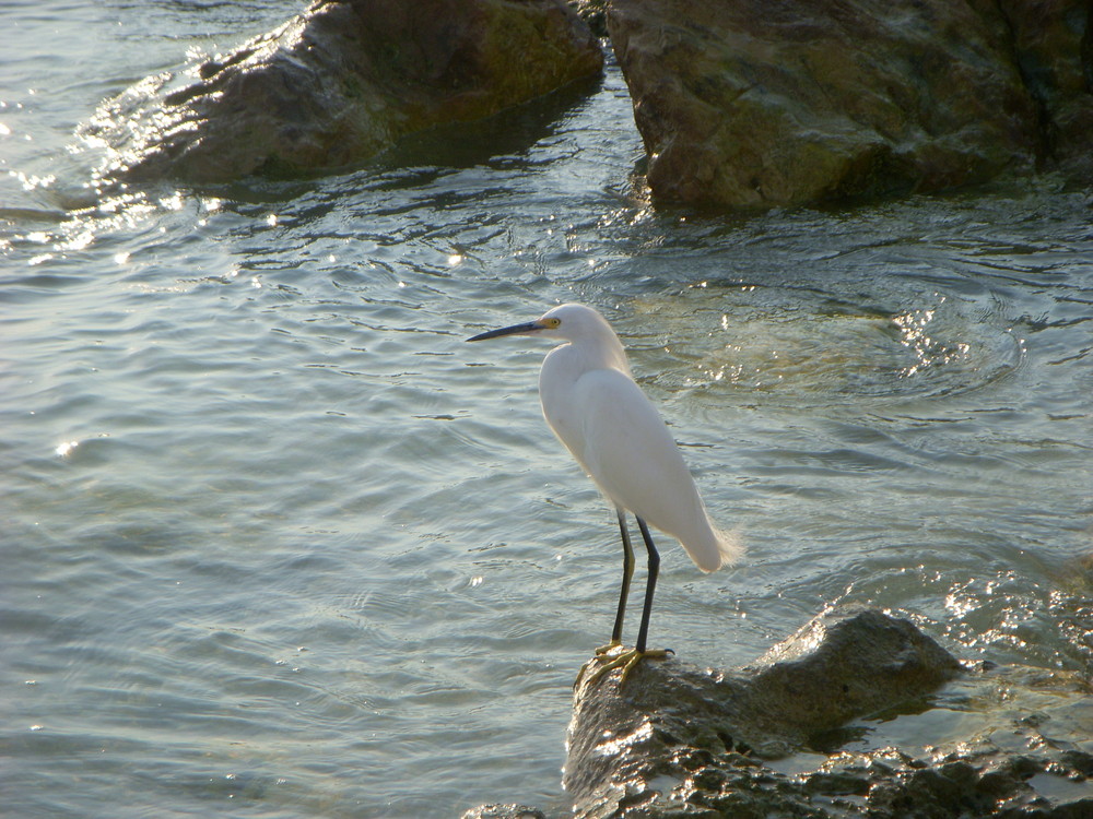 Wasservogel mit schoener Maehne